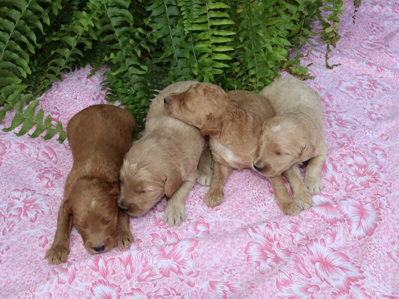 The Sergeant-Marylin F1b Goldendoodle litter — F1b Goldendoodle puppies at Blessed Hope Kennels in Kentucky.