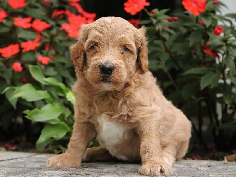 The Sergeant-Melinda F1b Goldendoodle litter — F1b Goldendoodle puppies in Kentucky.