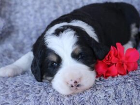 Photo of Paislee