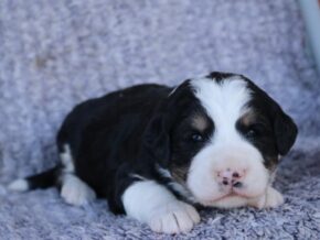 Photo of Paislee
