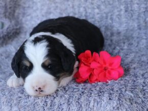 Photo of Paislee