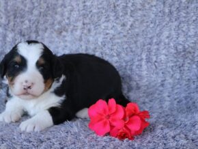 Photo of Pearly
