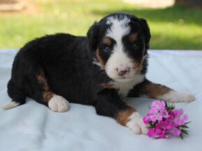Photo of Pickles
