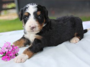 Photo of Pickles