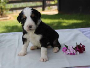 Photo of Pippin