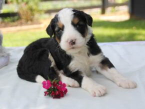 Photo of Pippin