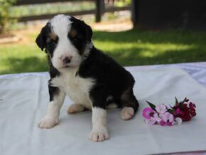 Photo of Pippin