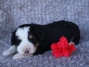 Photo of Praline