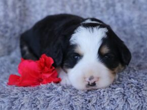 Photo of Praline