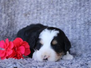 Photo of Praline