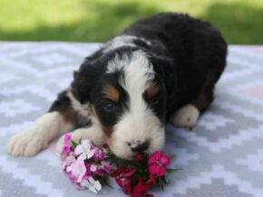 Photo of Primrose