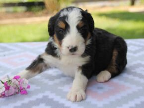 Photo of Primrose