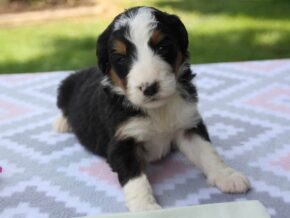 Photo of Primrose