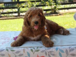 Photo of Kody