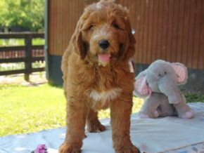 Photo of Kody