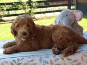 Photo of Kody