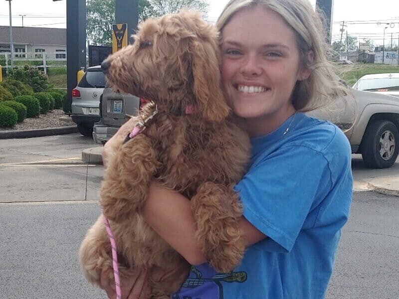 Marieta, a F1b Goldendoodle puppy at Blessed Hope Kennels in Kentucky.