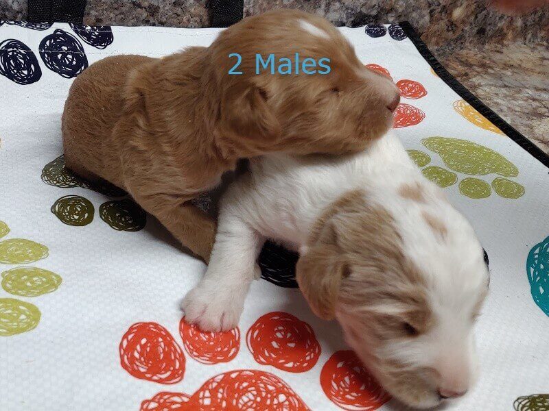 Sergeant-Jassie F1b Goldendoodle image