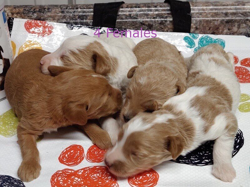 Sergeant-Jassie F1b Goldendoodle image