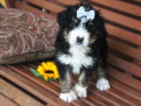 Photo of Pando