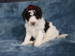 Photo of Cocoa