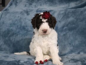 Photo of Cocoa