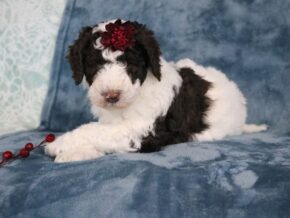 Photo of Cocoa