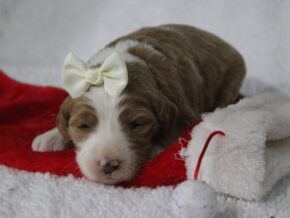 Photo of Cuddles