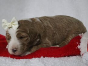 Photo of Cuddles