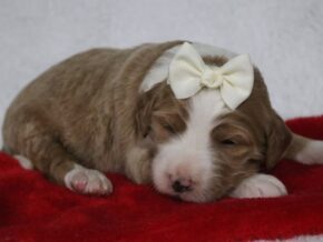 Photo of Cuddles