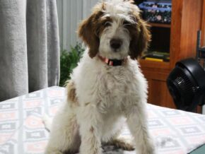 Photo of Jakira