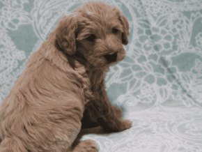 Photo of Jolly