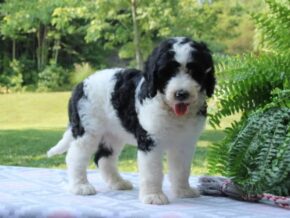 Photo of Carlotta
