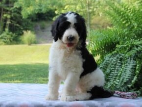 Photo of Carlotta