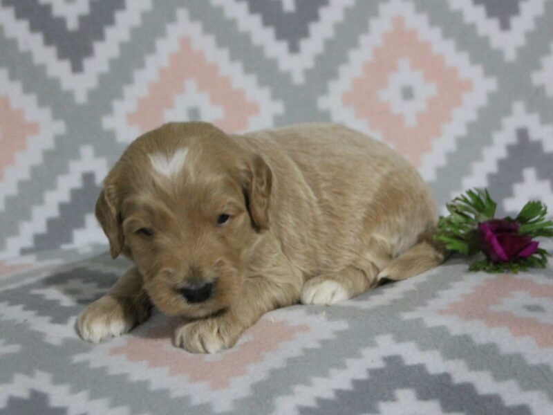 Mickey, a F1b Goldendoodle puppy at Blessed Hope Kennels in Kentucky.