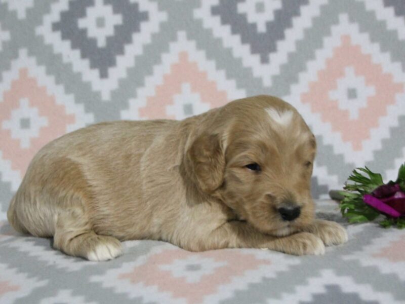 Mickey, a F1b Goldendoodle puppy at Blessed Hope Kennels in Kentucky.