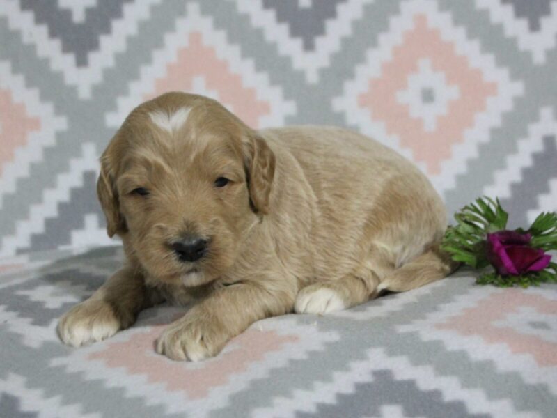 Mickey, a F1b Goldendoodle puppy at Blessed Hope Kennels in Kentucky.