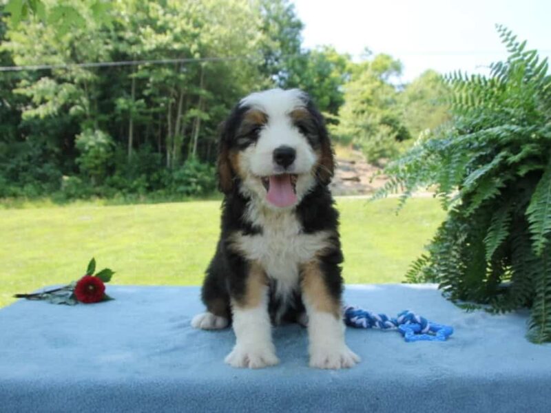 Pandoro, a F1 Bernedoodle puppy at Blessed Hope Kennels in Kentucky.