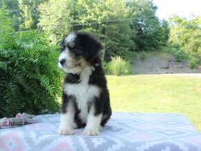 Photo of Pansy
