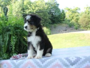 Photo of Pansy