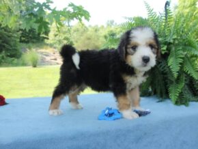 Photo of Peanut