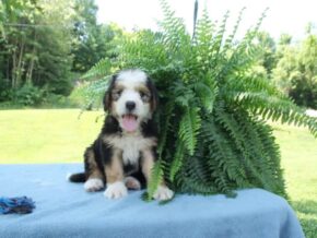 Photo of Peanut
