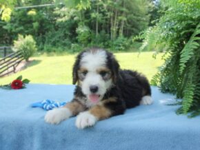 Photo of Peanut