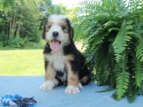 Photo of Peanut