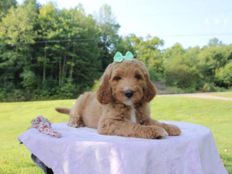 Marshmallow, a F1 Goldendoodle puppy at Blessed Hope Kennels in Kentucky.