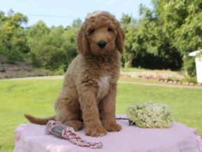 Photo of Muffin
