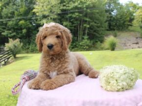 Photo of Muffin
