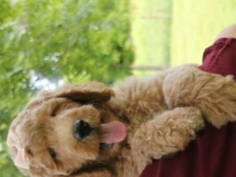 Muffin, a F1 Goldendoodle puppy at Blessed Hope Kennels in Kentucky.