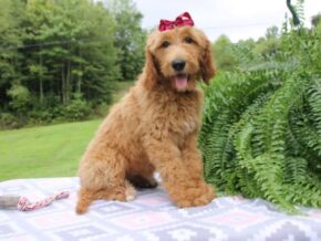 Photo of Waffle