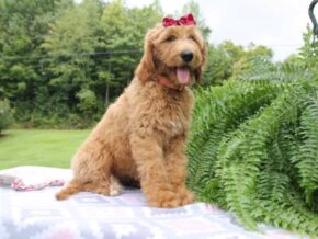 Photo of Waffle